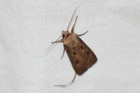 Agrotis exclamationis exclamationis