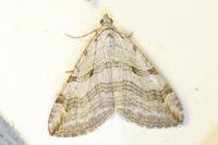Aplocera efformata