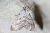 Aplocera efformata