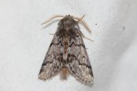 Thaumetopoea pityocampa