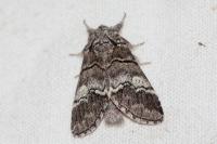 Drymonia querna