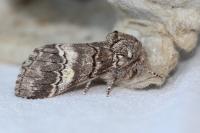 Drymonia querna