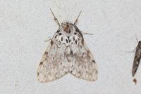 Lymantria monacha