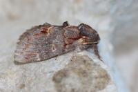 Notodonta dromedarius