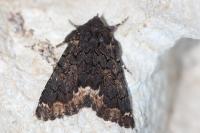 Catephia alchymista