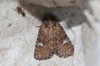 Melanchra persicariae