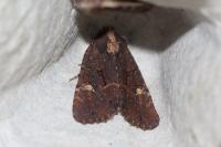 Mesapamea secalella/secalis