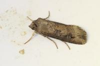 Agrotis ipsilon