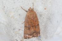 Noctua interjecta