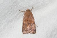 Noctua interjecta