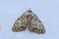 Meganola strigula