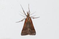 Synaphe punctalis