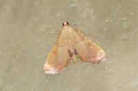 Endotricha flammealis