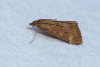 Pyrausta despicata