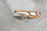 Catoptria pinella