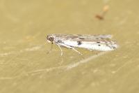 Phycitodes