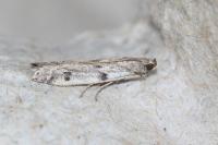 Phycitodes
