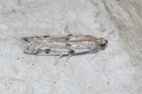 Phycitodes