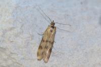 Homoeosoma sinuella
