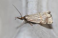 Chrysocrambus