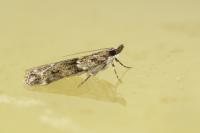 Eudonia