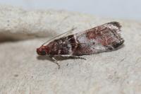 Acrobasis advenella