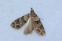 Eudonia mercurella