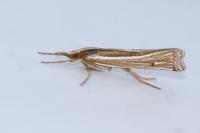 Ancylolomia tentaculella