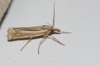 Ancylolomia