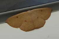 Cyclophora puppillaria