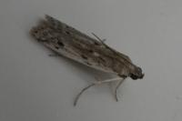Phycitodes binaevella