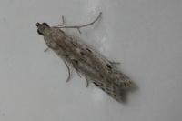 Phycitodes binaevella