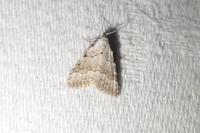 Nola aerugula