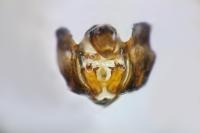 Psodos coracina