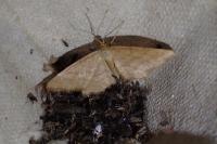 Idaea ochrata