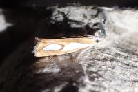Catoptria pinella