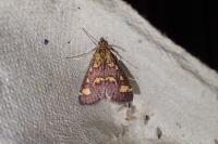 Pyrausta purpuralis