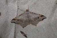 Macaria alternata