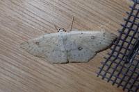 Cyclophora albipunctata