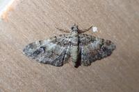 Gymnoscelis rufifasciata