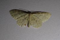 Idaea fuscovenosa
