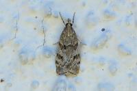 Scoparia
