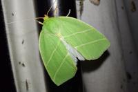Bena bicolorana