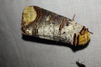 Phalera bucephala