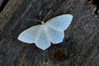 Jodis lactearia
