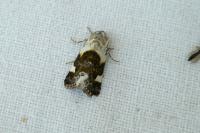 Acontia lucida