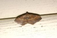 Nycterosea obstipata