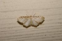 Idaea fuscovenosa