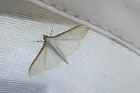 Palpita vitrealis