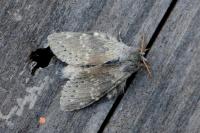 Stauropus fagi